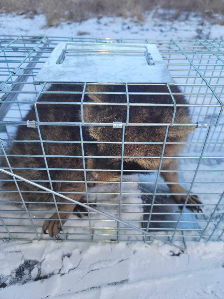 Wildlife Removal Williamsport