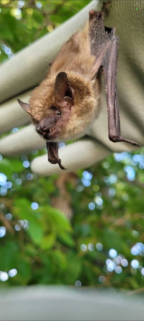 Wildlife Removal Williamsport