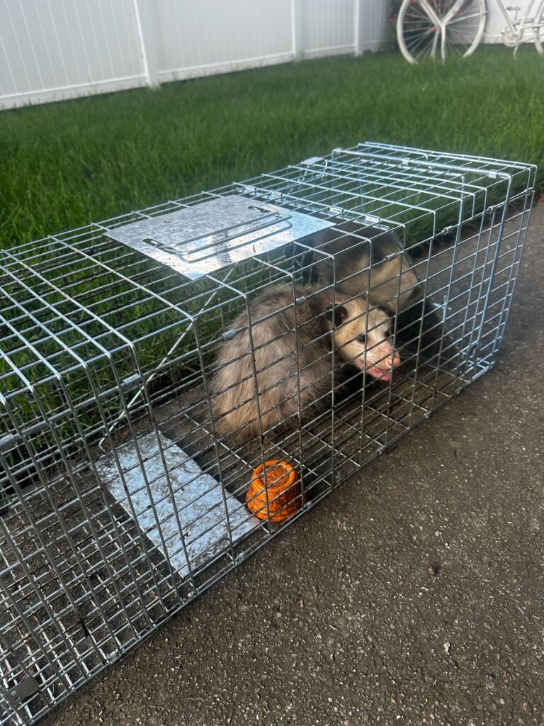 Wildlife Removal Williamsport