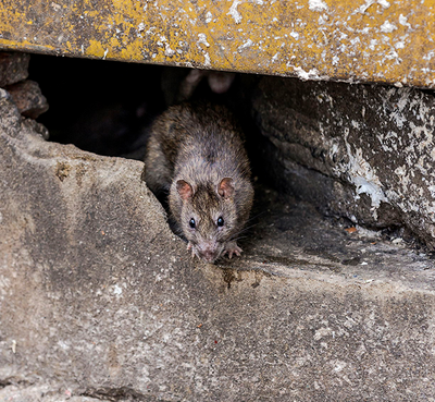 Wildlife Removal Williamsport