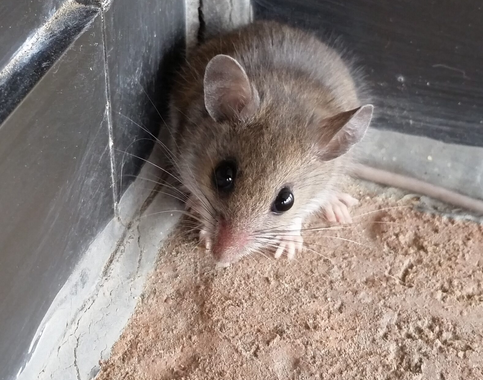 Wildlife Removal Kentland