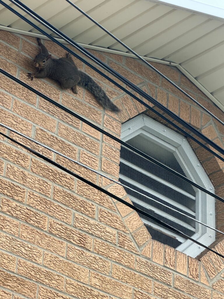 Wildlife Removal Williamsport